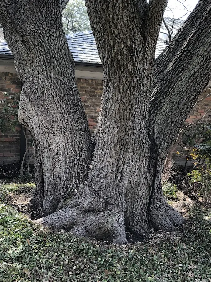 Mature heritage tree close to a Waterford property cared for by certified arborists